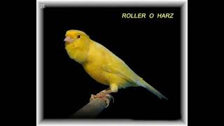 Harzer Roller Harz Flauta Alemão ou Edelroller cantoaves canario birds [upl. by Niwred]