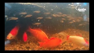 Mosquitofish  Water Garden  Koi Pond [upl. by Suirred]