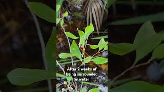 Goji Berry Plant in Water  Surviving a Hurricane Flood [upl. by Hutchison]