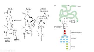 11 Reticolo endoplasmatico parte 2 [upl. by Celik]