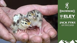 Gamekeepers Diary hatching and rearing gamebirds [upl. by Birgit]