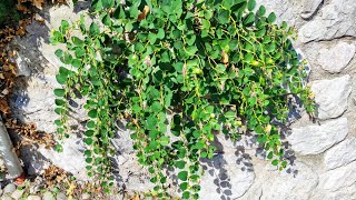 Worlds northernmost Capers Capparis spinosa growing Area in the Italian Alps [upl. by Demodena392]