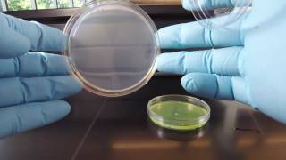 Cetrimide Agar [upl. by Ahtnammas]