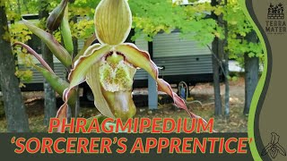 Phragmipedium Sorcerers Apprentice A Magical Exotic Orchid sargentianum longifolium [upl. by Yreved]