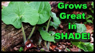 Ultimate Native Ground Cover for Shade Wild Ginger [upl. by Rilda]