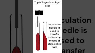 Triple SugarIron Agar Test microbiology test [upl. by Sirtimid]