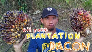 Oil Palm Plantation at DACON Siraway Zambo Del Norte [upl. by Clint]