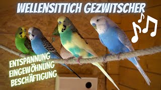 Wellensittiche zwitschern unterhalten sich balzen und fressen [upl. by Ynohtnaleahcim613]