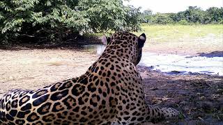 JAGUAR CACTADO EN FOTOTRANPEO en cleible tomas😱​ [upl. by Aviva]