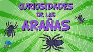 Curiosidades de las Arañas  Videos Educativos para Niños I Happy Learning [upl. by Sitarski970]