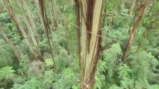 Dandenong Ranges National Park  Melbournes Dandenong Ranges [upl. by Nnasor]