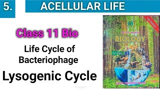 Lysogenic Cycle  Life Cycle of Bacteriophage  Acellular Life class 11 [upl. by Turino]