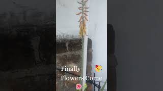 Aloe Vera Flowering  Aloe Vera flowers  Aloe Vera seeds  Aloe Vera growth  Aloe Vera Growth [upl. by Glass]