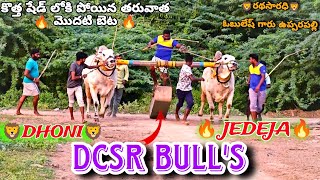 ❤️DCSR BULLS❤️ DVS భవిత్ రెడ్డి గారి న్యూ కేటగిరీ గిత్తలు 🦁DHONI🤍JEDEJA🔥 ON FIRE TO ROARING💪🏻💪🏻 [upl. by Bourn]