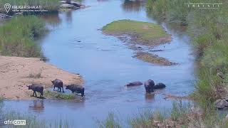 Hippo Gives Buffalo A Fright [upl. by Nnylahs]