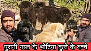 Bhotia Dog Puppy For Sale Old Line Gaddi Puppy Uttarakhand Wale [upl. by Ubana]