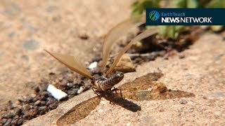 Winged termites swarm from underground nest [upl. by Alexandria]