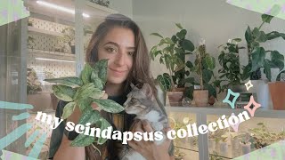 I Can’t Get Enough of My Scindapsus Collection 🤍🍃 [upl. by Arakat441]