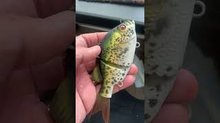 5” crappie jaysinkfishn custompaintedlures glidebait [upl. by Ailecnarf516]