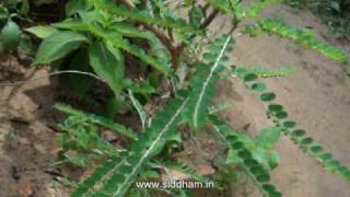 Herbal Medicine  Phyllanthus niruri  Natural Remedy for Jaundice [upl. by Anair]