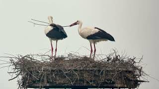 Cigogne blanche White stork ciconia ciconia Maroilles avril 2024 [upl. by Lenno]