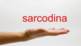 How to Pronounce sarcodina  American English [upl. by Kcired]