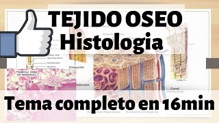 TEJIDO ÓSEO Histologia  hueso esponjoso y compacto MEJOR EXPLICADO [upl. by Yelsel]