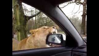 Lion attack at Knowsley Safari park [upl. by Strephonn]