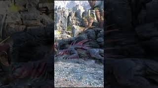 God of War Ragnarok uyuyan Timsah Boss gameplay [upl. by Rim]