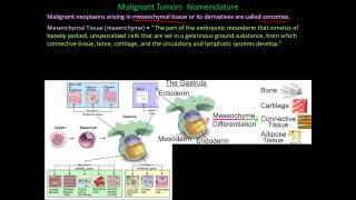 112P  Nomenclature of benign and malignant cancers How to name cancers mixed tumors explained [upl. by Essiralc]