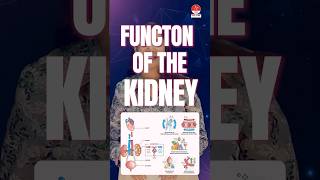 Mnemonics for functions of the kidney by Dr Apurva  NORCET 70 amp 80  NNL ONE  Nusing Next Live [upl. by Vashtee]