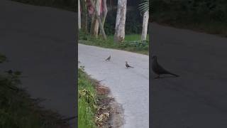 Early In The Morning Dove Walking On The Busy Road Wildlife Bangladesh 🐦shorts youtubeshorts dove [upl. by Heater]