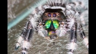 Regal jumping spider mating eggs and babies Phidippus regius [upl. by Chastain]