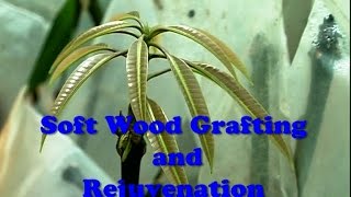 Soft Wood Grafting amp Rejuvenation [upl. by Haon]