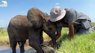 Relaxing Mud Baths with Baby Bull Elephant Phabeni 🐘 [upl. by Schmitz]