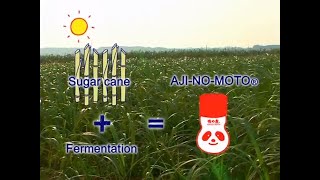 Process of making AJINOMOTO® [upl. by Nona966]