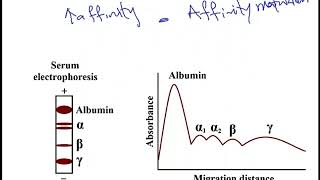 USMLE ACE Video 43 Immunoglobulin Structure [upl. by Sremlahc]