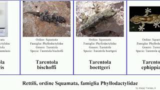 Rettili ordine Squamata famiglia Phyllodactylidae tarentola homonota americana gigas reptilia [upl. by Solange348]