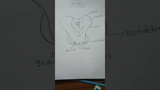 diagram of female pelvisanatomy [upl. by Ahseikan]