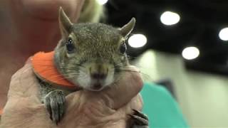 Twiggy the Squirrel [upl. by Duffy]