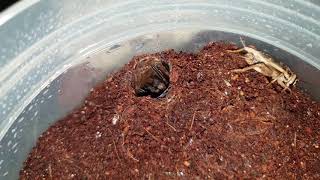 Trapdoor spider feeding time fast takedown  Australian Female Arbanitis Species [upl. by Neeluj]