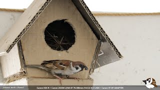 20230325  4 sparrow babies [upl. by Studdard]