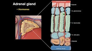 Adrenal gland [upl. by Osnofledi]