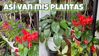 🤩MIS PLANTAS Aactualización de como están y TENGO LA CARA INCHADALiliana Muñoz [upl. by Royall]