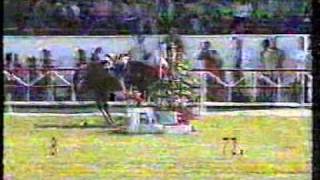 Katastrophales beim olympischen Springreiten  Showjumping fail at Olympic Games [upl. by Mycah86]