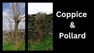 Coppice and pollard How and why [upl. by Olshausen]