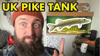 KEEPING PIKE IN AQUARIUMS UK [upl. by Enined173]