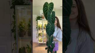 Philodendron Splendid Growth 🤩 [upl. by Nnael]