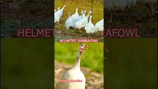 SOUND of Helmeted Guineafowl  Perlhühner mit Ruf Lautäußerungen perlhühner guineafowl poultry [upl. by Novyak680]