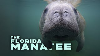 The Florida Manatee [upl. by Notnats]